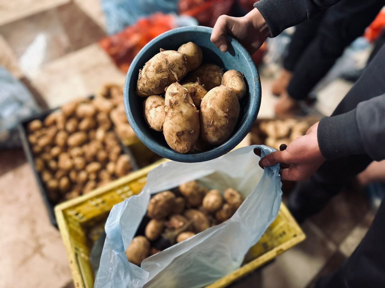 Bilde av poteter som pakkes i nødhjelpspakker.