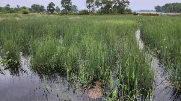 VN Co Bang grass crop