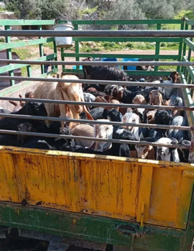 Sauene til Muabil stuet sammen i en henger når de må flykte.