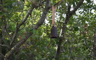 5 Cluster bomblet M42hunging on tree