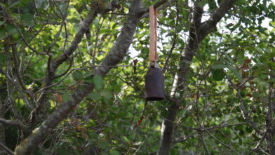 5 Cluster bomblet M42hunging on tree