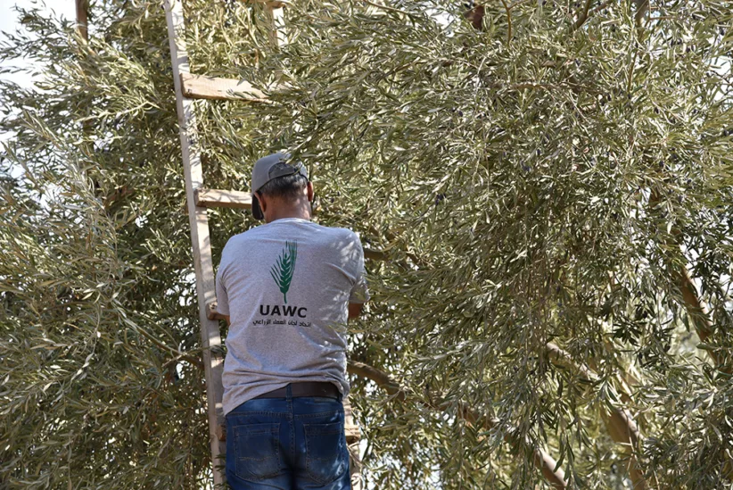 Olivenbonde i Palestina