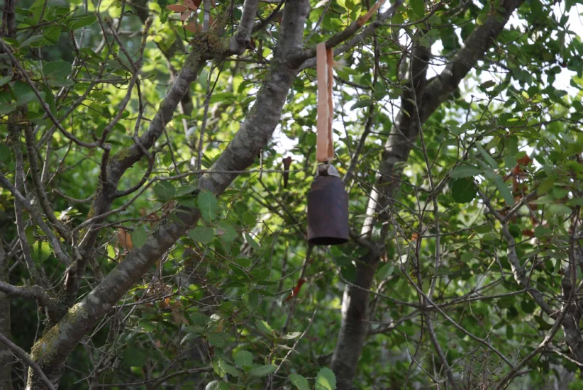 5 Cluster bomblet M42hunging on tree