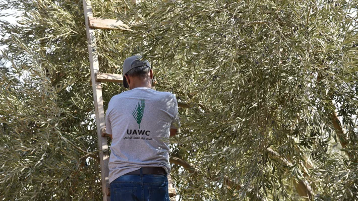 Olivenbonde i Palestina